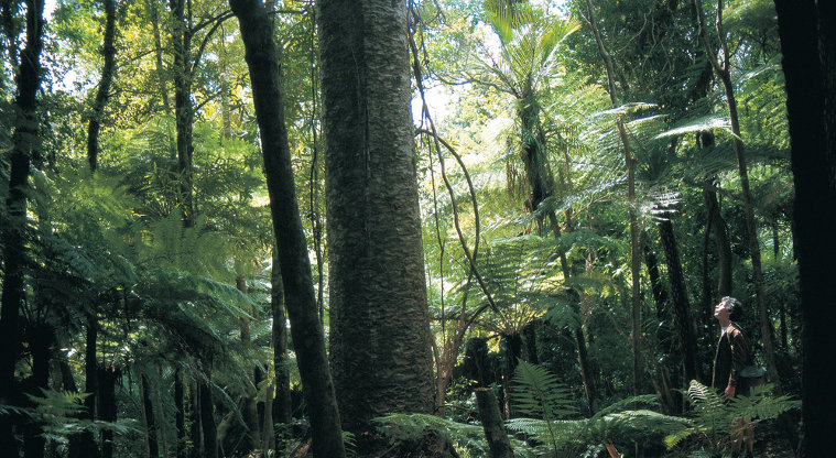 Te Piringa / Cascade Kauri, Waitākere Ranges Regional Park - Kauri tree standing tall.